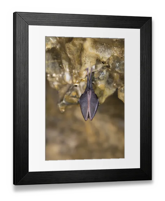 Framed Print : Lesser Horseshoe Bat (Rhinolophus hipposideros) in hibernation Framed Print : Lesser Horseshoe Bat (Rhinolophus hipposideros) in hibernation