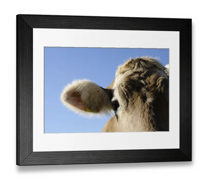 Framed Print : Headshot on a Cow Framed Print : Headshot on a Cow