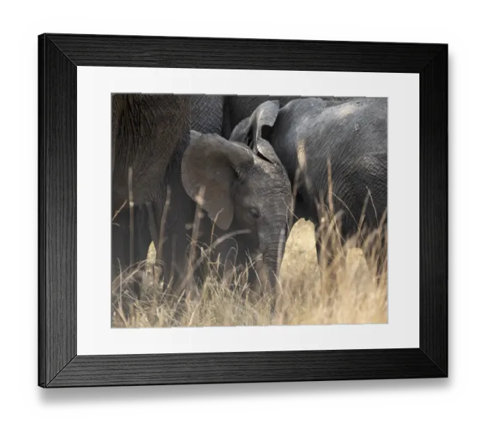 Framed Print : African elephant (Loxodonta africana) Framed Print : African elephant (Loxodonta africana)