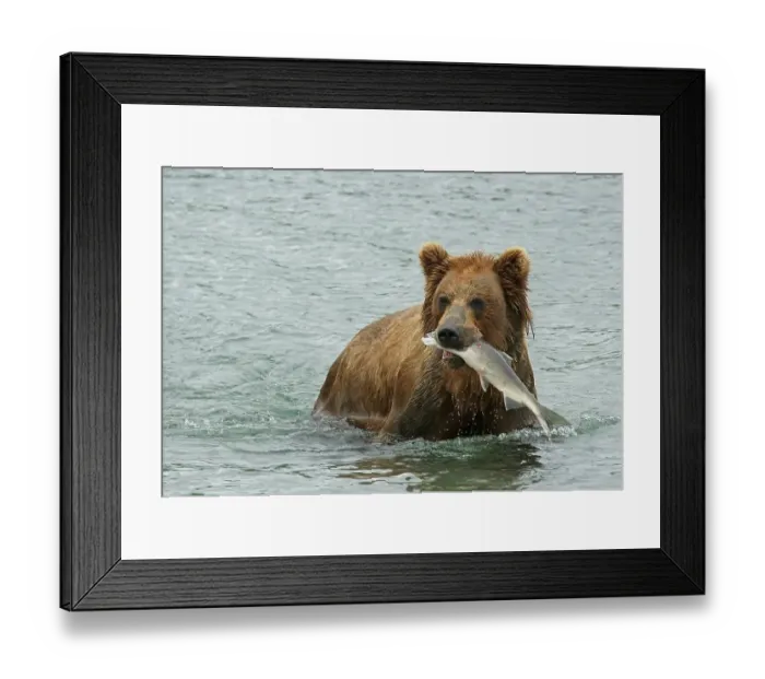 Framed Print : Brown bear (Ursus arctos) in water with salmon in mouth