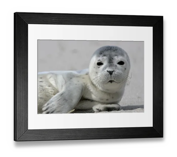 Framed Print : Common harbor seal (Phoca vitulina) Framed Print : Common harbor seal (Phoca vitulina)