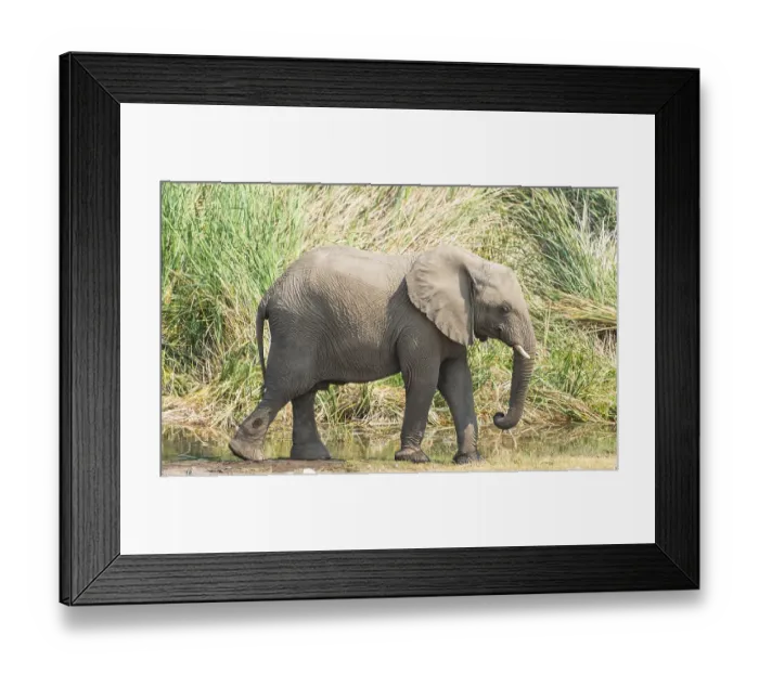 Framed Print : Young African Bush Elephant (Loxodonta africana) walking in front of reeds, Koinachas Waterhole, Etosha National Park, Namibia, Africa Framed Print : Young African Bush Elephant (Loxodonta africana) walking in front of reeds, Koinachas Waterhole, Etosha National Park, Namibia, Africa