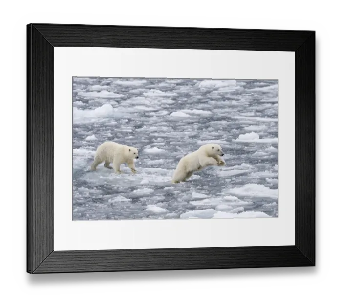 Framed Print : Polar Bears (Ursus maritimus), female and juvenile moving through the pack ice, Spitsbergen Island, Svalbard Archipeligo, Svalbard and Jan Mayen, Norway, Europe