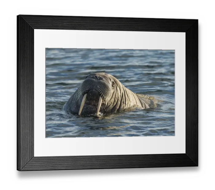 Framed Print : Walrus (Odobenus rosmarus), Moffen Island, Moffen Nature Reserve, Spitsbergen Archipelago, Svalbard and Jan Mayen, Norway, Europe Framed Print : Walrus (Odobenus rosmarus), Moffen Island, Moffen Nature Reserve, Spitsbergen Archipelago, Svalbard and Jan Mayen, Norway, Europe