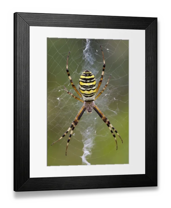 Framed Print : Orb-weaving Spider (Argiope bruennichi), Burgenland, Austria, Europe Framed Print : Orb-weaving Spider (Argiope bruennichi), Burgenland, Austria, Europe