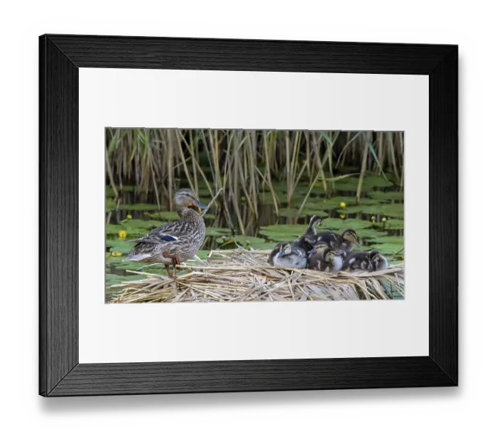 Framed Print : Mallard (Anas platyrhynchos), adult bird with chicks in the nest at the water