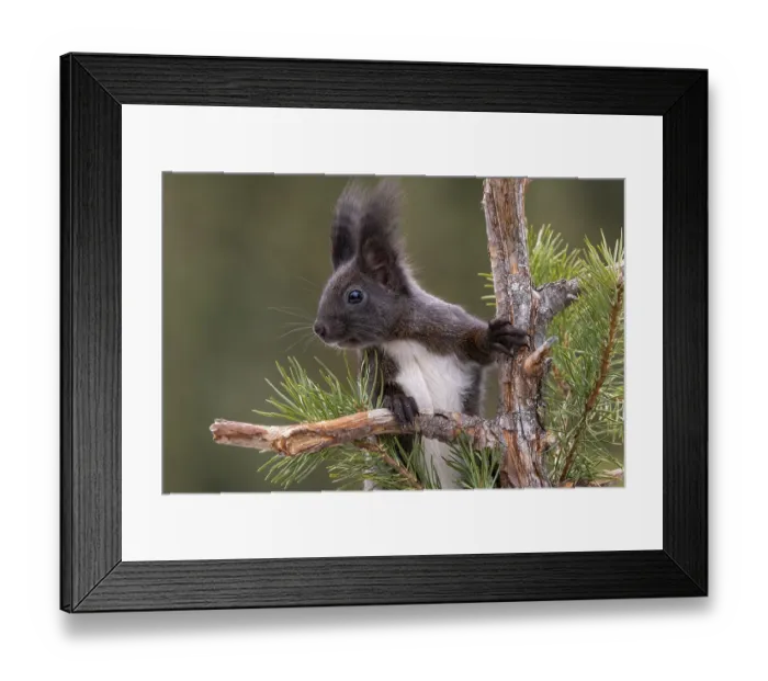 Framed Print : Eurasian red squirrel (Sciurus vulgaris)