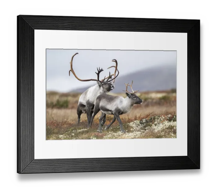 Framed Print : Wild mountain reindeer (Rangifer tarandus tarandus)