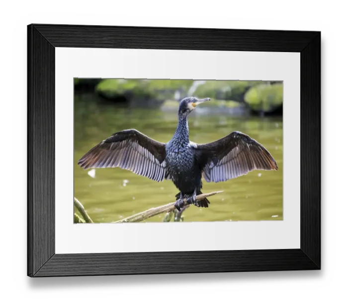 Framed Print : Great black cormorant (Phalacrocorax carbo) with wings outstretched