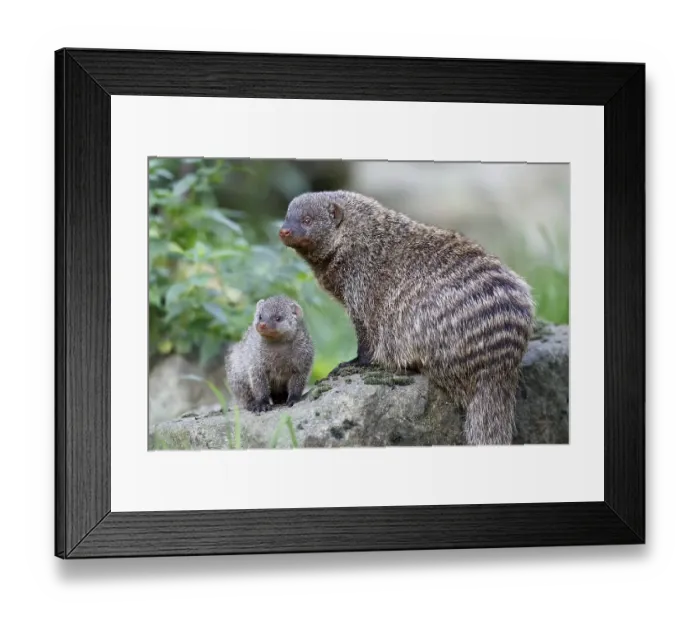 Framed Print : Banded Mongoose, juvenile, (Mungos mungo) Framed Print : Banded Mongoose, juvenile, (Mungos mungo)