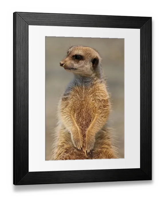 Framed Print : Meerkat (Suricata suricatta) stands upright, captive Framed Print : Meerkat (Suricata suricatta) stands upright, captive
