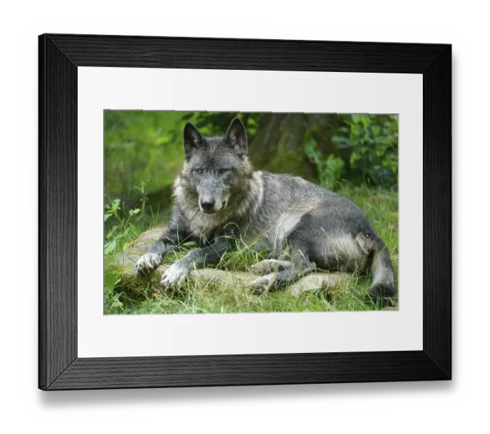 Framed Print : Timberwolf, American wolf Mackenzie Valley Wolf (Canis lupus occidentalis) lying