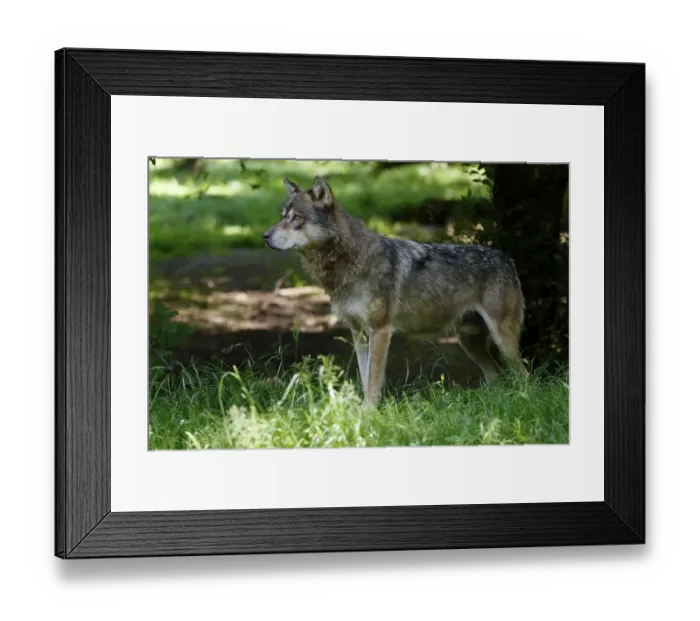 Framed Print : European gray wolf (Canis lupus) in the forest, France, Europe