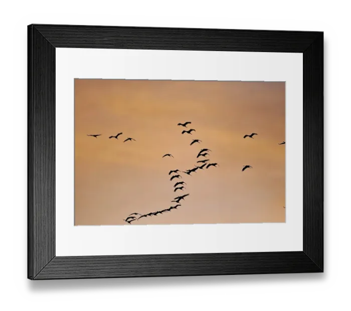 Framed Print : Flock of birds flying in the orange-coloured evening sky, cranes, Mueritz, Mueritz National Park, Mecklenburg-Vorpommern, Germany, Europe