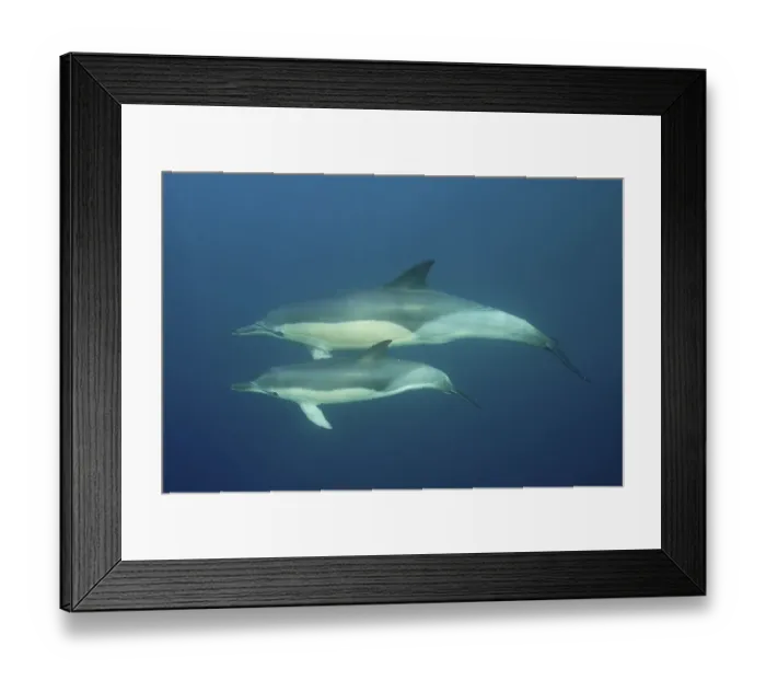 Framed Print : Short-beaked common dolphin (Delphinus delphis) with juvenile. Dive site Coffee Bay, Eastern Cape, South Africa, Africa Framed Print : Short-beaked common dolphin (Delphinus delphis) with juvenile. Dive site Coffee Bay, Eastern Cape, South Africa, Africa