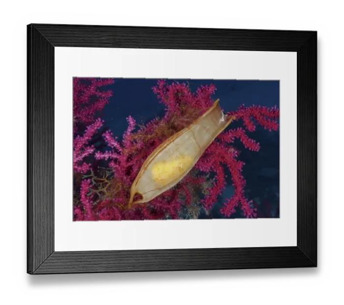 Framed Print : Egg capsule of nursehound (Scyliorhinus stellaris) attached to violescent sea-whip (Paramuricea clavata) in the Mediterranean Sea near Hyeres. Dive site Giens Peninsula, Cote dAzur, France, Europe Framed Print : Egg capsule of nursehound (Scyliorhinus stellaris) attached to violescent sea-whip (Paramuricea clavata) in the Mediterranean Sea near Hyeres. Dive site Giens Peninsula, Cote dAzur, France, Europe