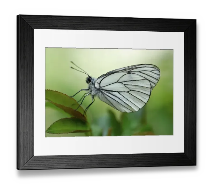 Framed Print : Black-veined White Butterfly (Aporia crataegi) perched on a leaf