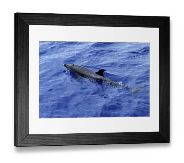Framed Print : Atlantic spotted dolphin (Stenella frontalis)