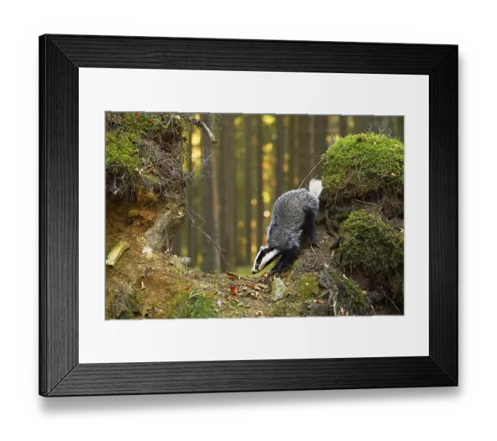 Framed Print : European badger (Meles meles), in the morning light on moss-covered hills standing in the forest Framed Print : European badger (Meles meles), in the morning light on moss-covered hills standing in the forest