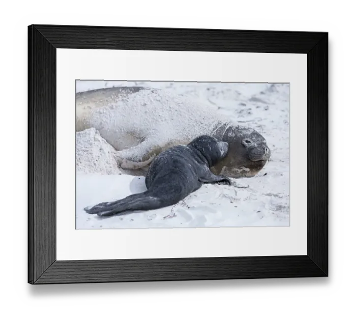 Framed Print : Sea lion with pup, Sea Lion Island