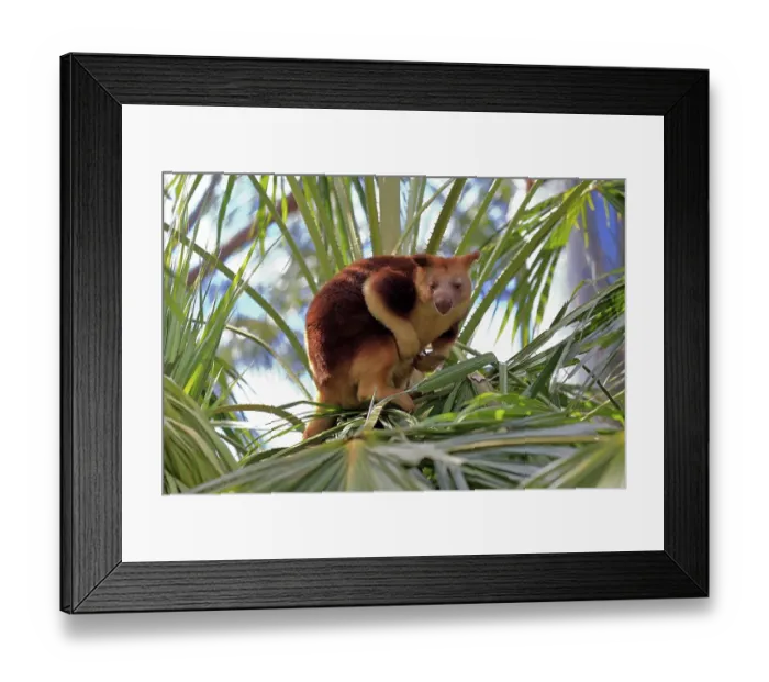 Framed Print : Goodfellow tree kangaroo (Dendrolagus goodfellowi buergersi)