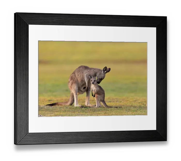 Framed Print : Eastern giant grey kangaroo (Macropus giganteus) Framed Print : Eastern giant grey kangaroo (Macropus giganteus)