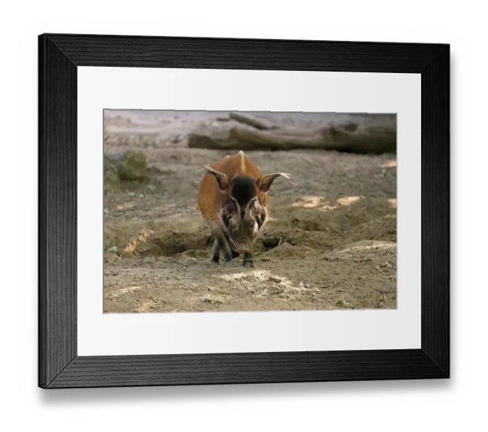 Framed Print : Brush-eared pig (Potamochoerus porcus pictus)