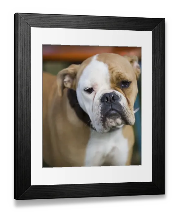 Framed Print : Bulldog, Germany, Europe