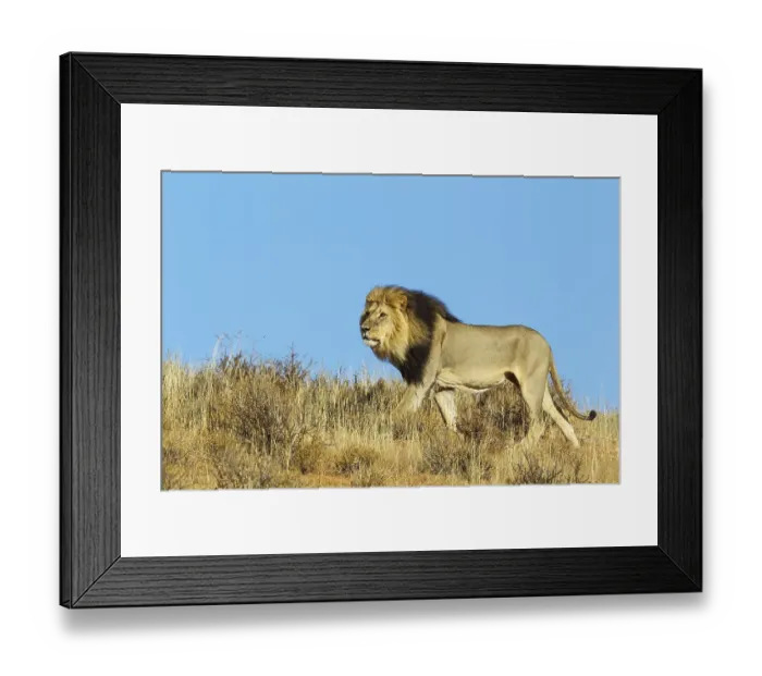 Framed Print : Black-maned Lion (Panthera leo vernayi)