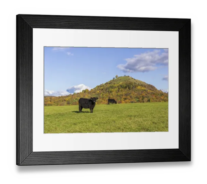 Framed Print : Galloway cattle (Bos primigenius taurus) on pasture