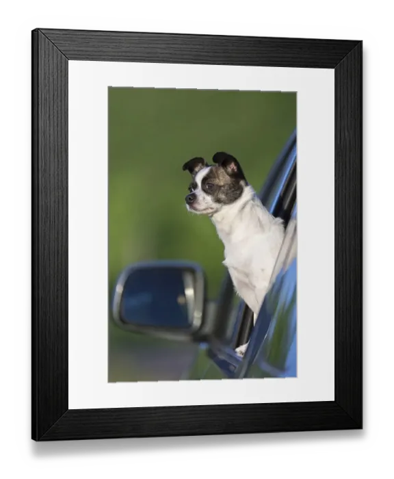Framed Print : Small Chihuahua dog looking out of car window Framed Print : Small Chihuahua dog looking out of car window