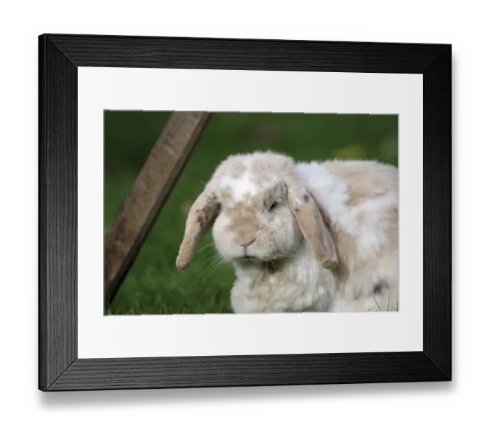 Framed Print : Ram rabbit (Oryctolagus cuniculus) Framed Print : Ram rabbit (Oryctolagus cuniculus)