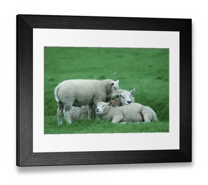 Framed Print : Texel Sheep with lambs, Texel, Netherlands