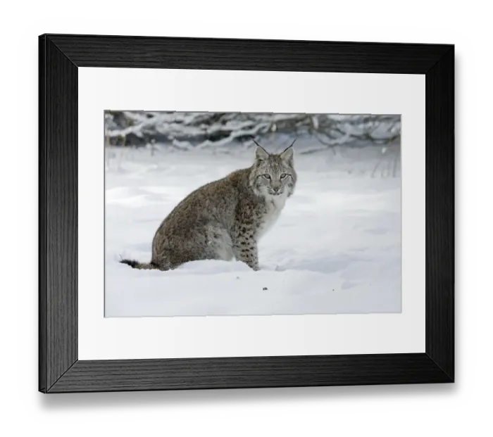 Framed Print : Eurasian Lynx (Lynx lynx), Hesse, Germany, Europe