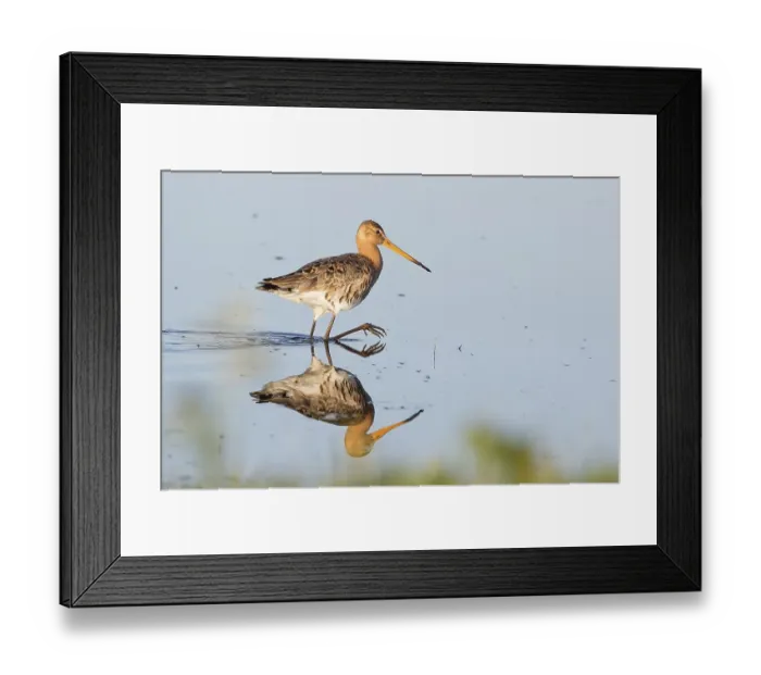 Framed Print : Black-tailed Godwit (Limosa limosa) wading in water