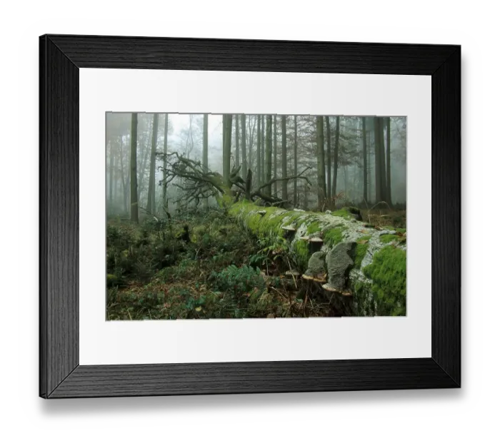 Framed Print : Deadwood Beech (Fagus sylvatica) overgrown with moss and fungus