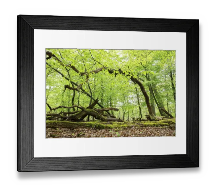 Framed Print : Near-natural deciduous forest, moss-covered deadwood