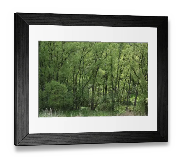 Framed Print : Black Alders (Alnus glutinosa) with spring foliage Framed Print : Black Alders (Alnus glutinosa) with spring foliage