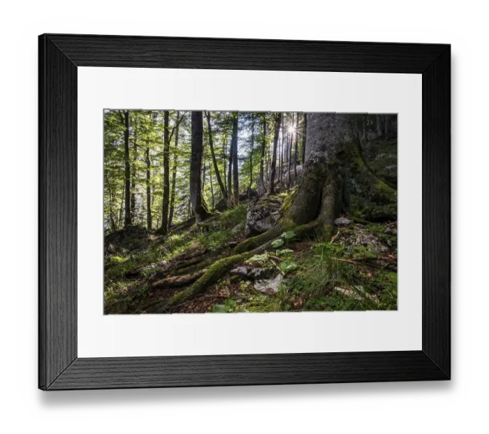 Framed Print : Austria's last primeval forests