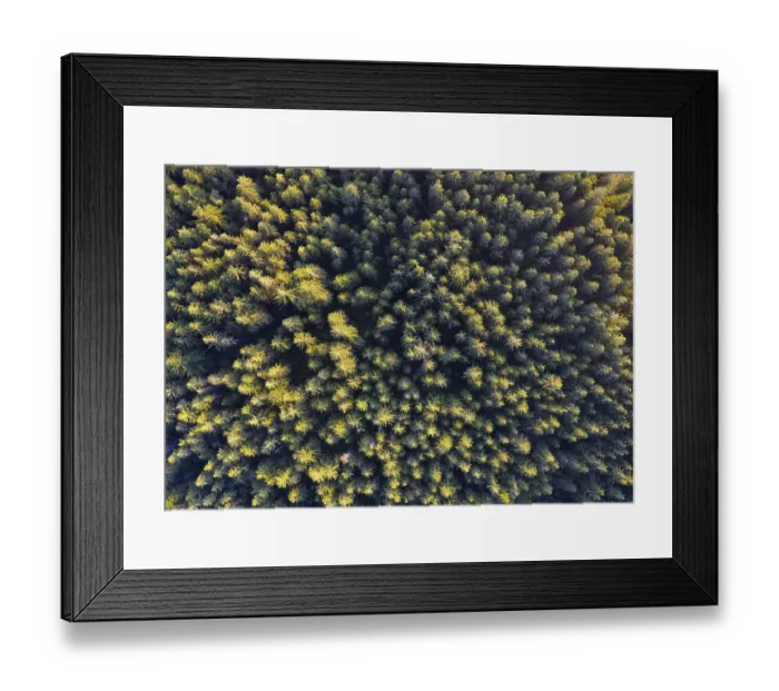 Framed Print : Spruce forest from above, drone photograph
