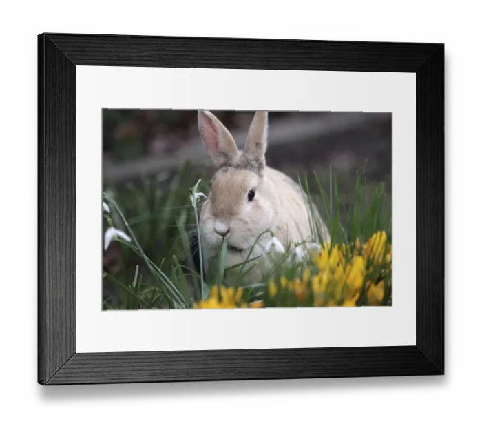 Framed Print : Rabbit (Oryctolagus cuniculus domestica)