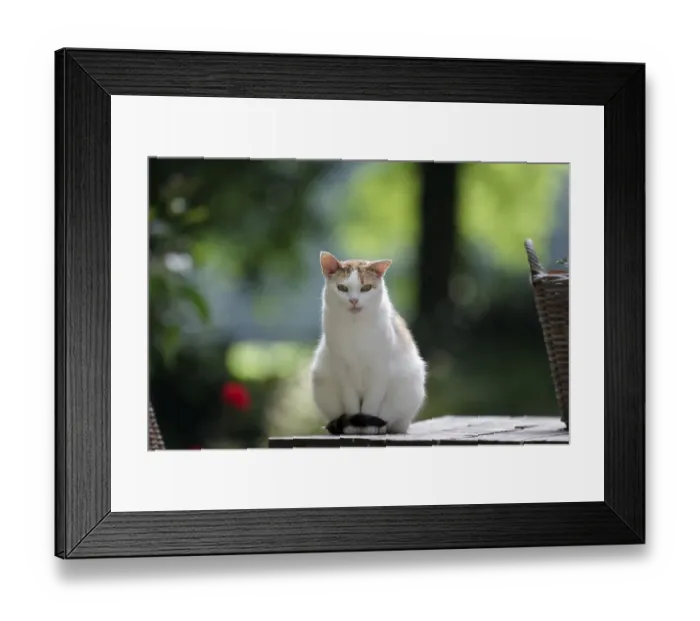 Framed Print : Felidae (Felis catus), sitting