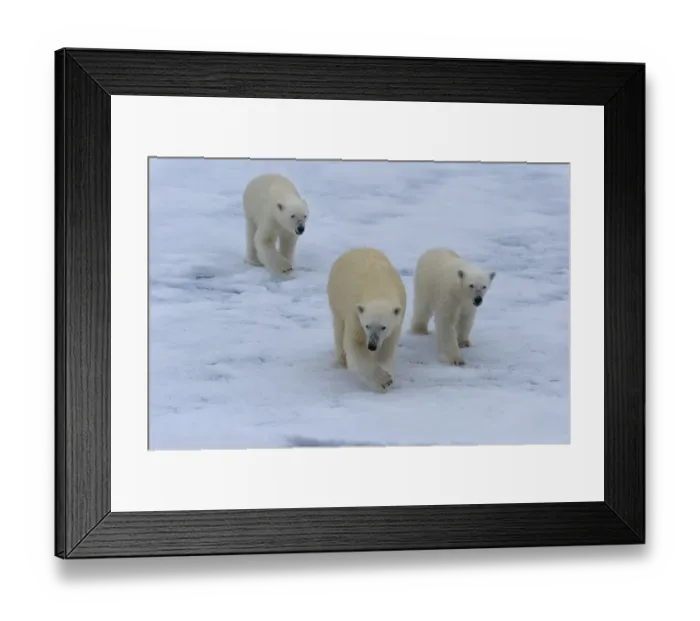 Framed Print : Polar bears (Ursus maritimus), mother with two cubs on ice floe Framed Print : Polar bears (Ursus maritimus), mother with two cubs on ice floe
