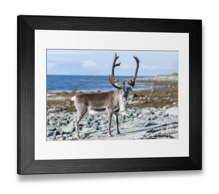 Framed Print : Reindeer (Rangifer tarandus) on the coast Framed Print : Reindeer (Rangifer tarandus) on the coast