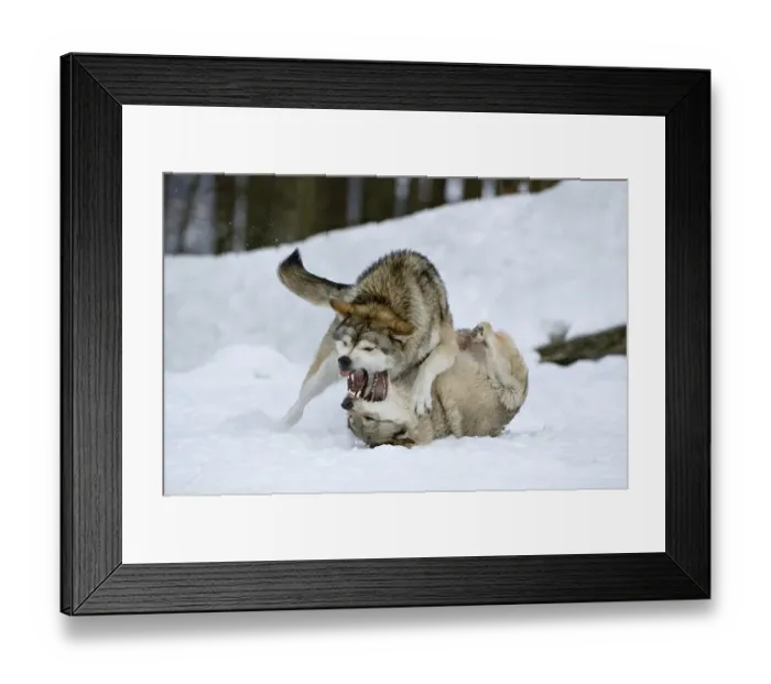 Framed Print : Eastern Timber Wolves, fighting (Canis lupus lycaon) Framed Print : Eastern Timber Wolves, fighting (Canis lupus lycaon)
