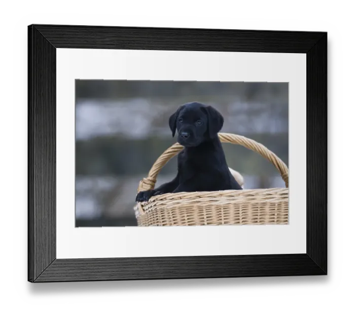 Framed Print : Labrador Retriever puppy (Canis lupus familiaris) looking out of a basket