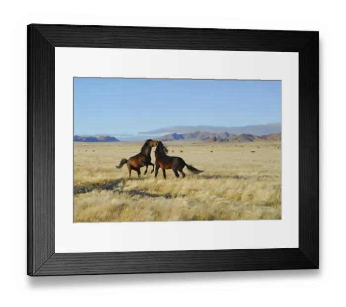 Framed Print : Wild horses fighting in the Namib Desert