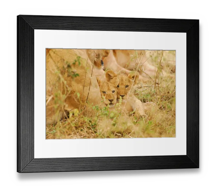 Framed Print : Lion Cubs (Panthera leo), Serengeti National Park Framed Print : Lion Cubs (Panthera leo), Serengeti National Park