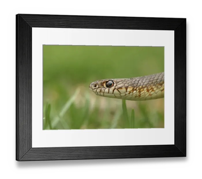 Framed Print : Caspian Whipsnake (Dolichophis caspius)