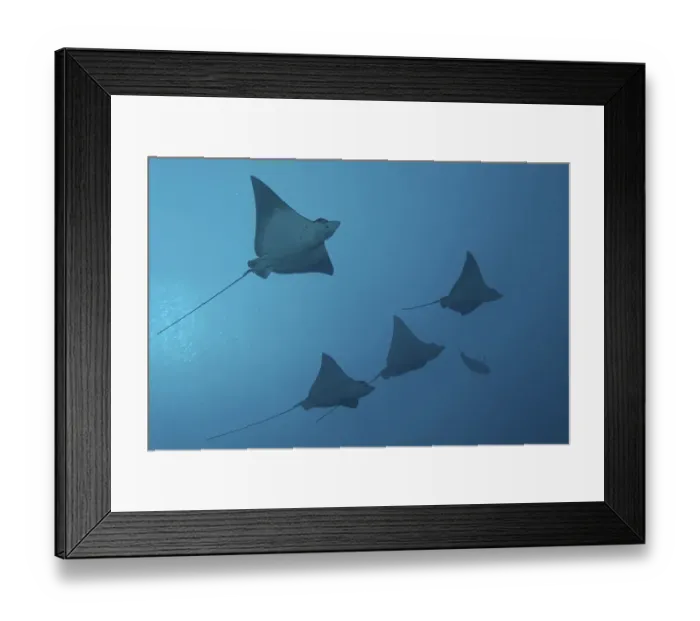 Framed Print : Spotted Eaglerays (Aetobatus narinari) swimming in open water